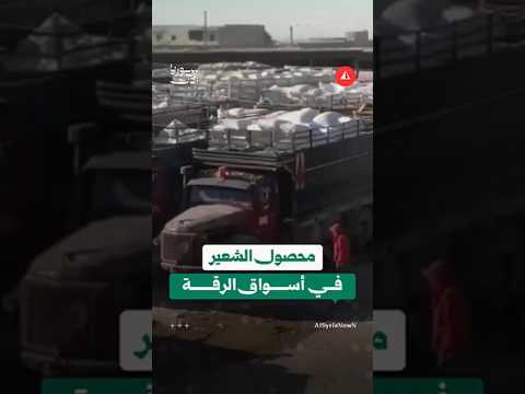 كميات كبيرة من مادة الشعير معروضة للبيع بريف الرقة