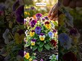 ปลูกเมล็ด EP141 Viola และ Viburnum #สร้างจากai #aigenerated #gardening #plants #flowers