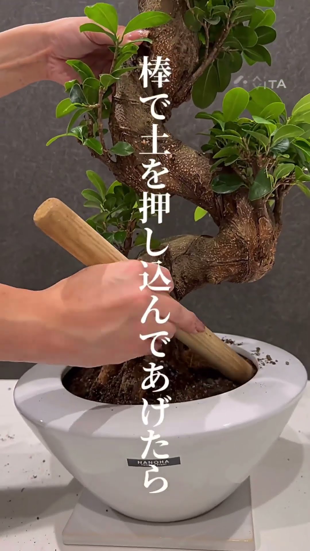 風水 曲がりガジュマル 昇龍 フィカス 根上りアフロ（観葉植物