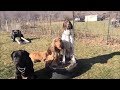 Easiest Dog Breeds to Train Easiest Dog Breeds to Train
