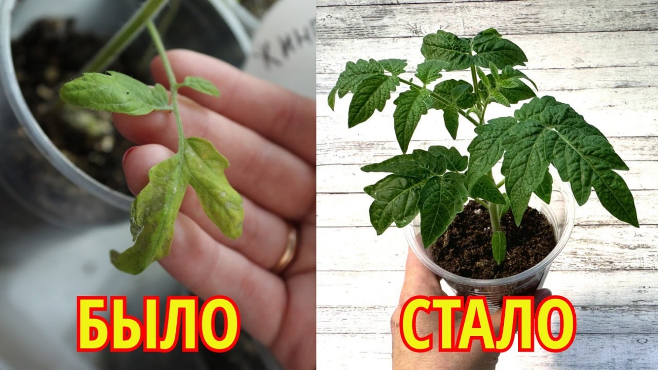 Из-за ЭТОЙ ошибки я теряла урожай.  ТОМАТЫ такого не прощают