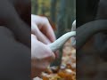 Boletus scaber. Mushroom ASMR