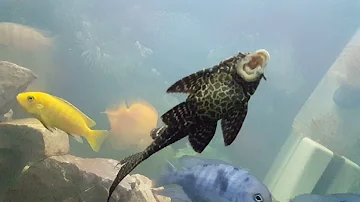 Sucker Fish Cleaning Fish Tank