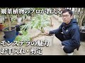 【観葉植物のプロが教える】白斑モンステラの魅力やお手入れ・剪定の方法をご紹介します。