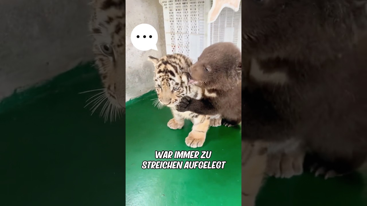 Die reine Freundschaft zwischen einem Bären- und einem Tigerbaby