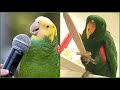 Baby Animals 🔴 Funny Parrots and Cute Birds Compilation (2023) Loros Adorables Recopilación