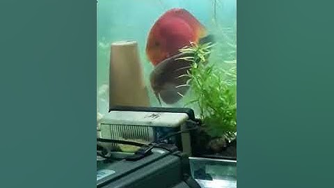 cá dĩa/cá dĩa sinh sản