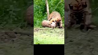 No One Escaped From Tiger