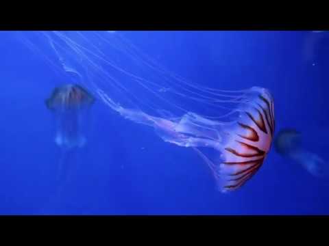 Watch MusicbyAden   Summer Love  (No Copyright Music) on YouTube