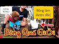 Chú chó đi hai chân| Su Xí Xọn dạy Bông Bé Bỏng đi vệ sinh, uống nước, ăn đúng chổ Như thế nào?