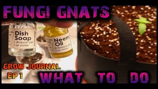 #ilgm #marshydro #apotforpot Grow Journal Ep.1 || Treating Fungi Gnats || Week 1