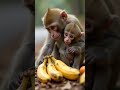 Mother monkey and baby eating peacefully 🍌❤️#eat #monkey
