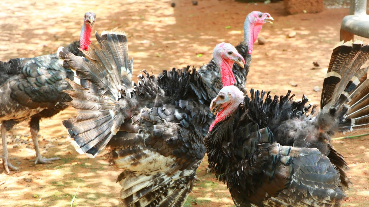 ടർക്കി കോഴി വളർത്തൽ | Turkey bird farming [Farm Closed ]