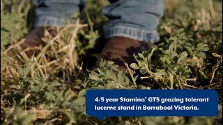Robert Cameron discusses Stamina GT5 grazing tolerant lucerne - Barrabool Victoria