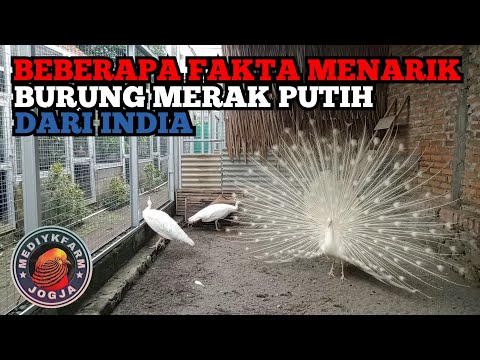 Video: Merak putih - untuk apa burung ini menarik?