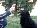 Hrvatski ovcar   Croatian sheepdog の動画、YouTube動画。