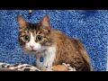 Мурмемуары. История кота Мурлока