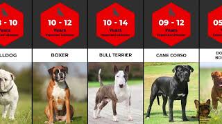 Top Bully breeds and their life expectancy