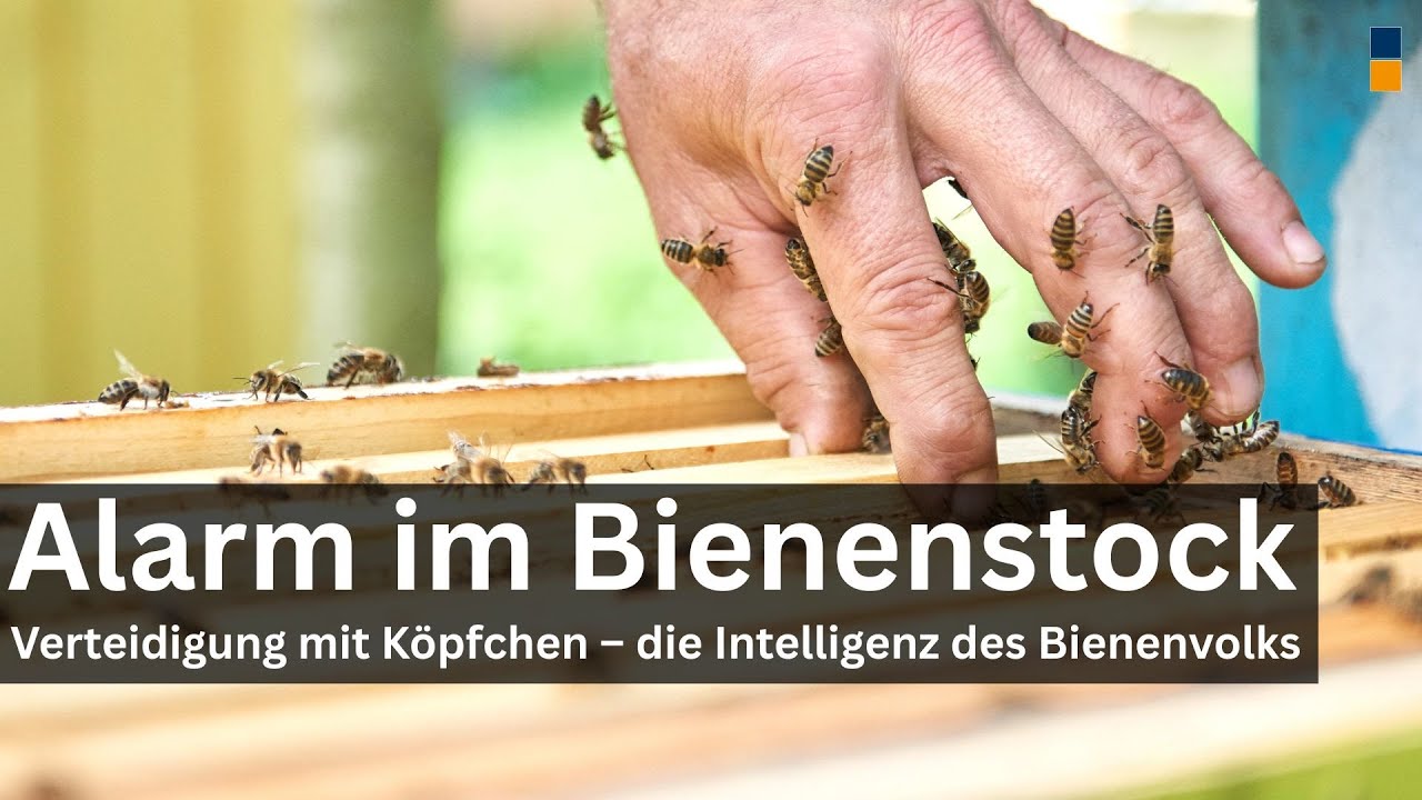 Alarm! Ohne Rauch - Was hindert Bienen am Stechen – und was Ameisen über Krankheitsabwehr verraten.