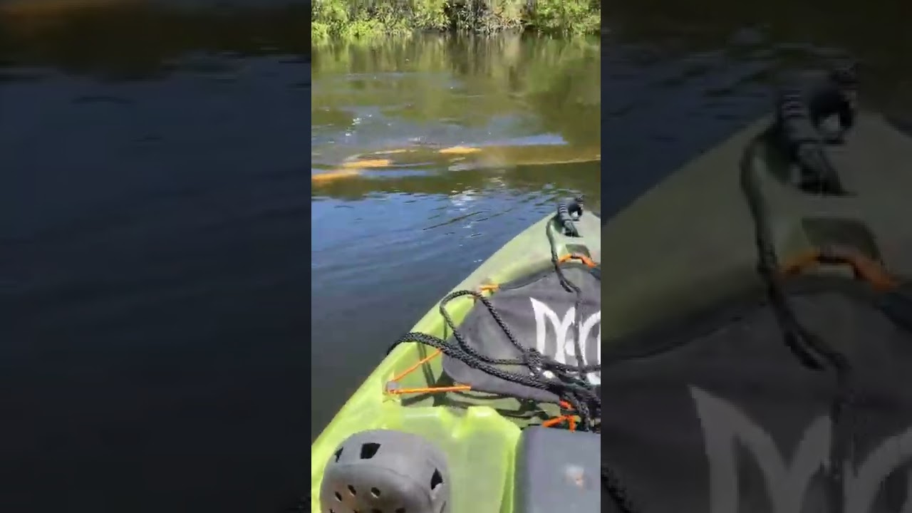 Manatees on the braden river