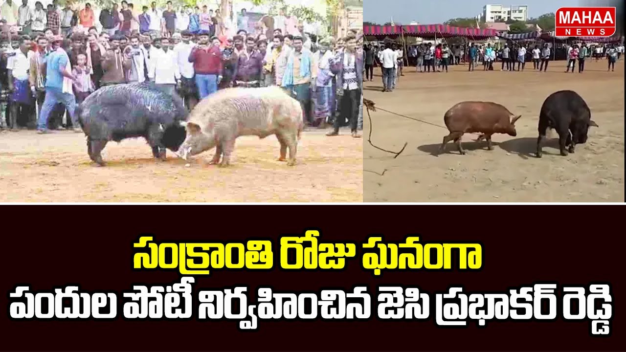 సంక్రాంతి రోజు ఘనంగా పందుల పోటీ నిర్వహించిన జెసి ప్రభాకర్ రెడ్డి | Pig competitions | Mahaa News