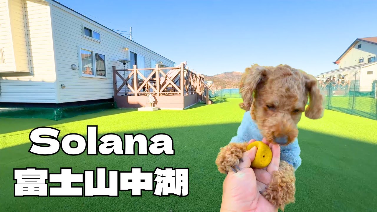 【犬と泊まれる】これが今どきのトレーラーハウス！Solana富士山中湖は最高でした！　【トイプードルのわらび】