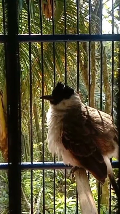 KUTILANG RASA TRUCUK #kutilanggacorgaruda #shorts #kutilang #trucukangacor