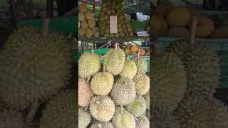 Durian...But the best is the Black thorn... Tastes better than the Musang king in my opinion...