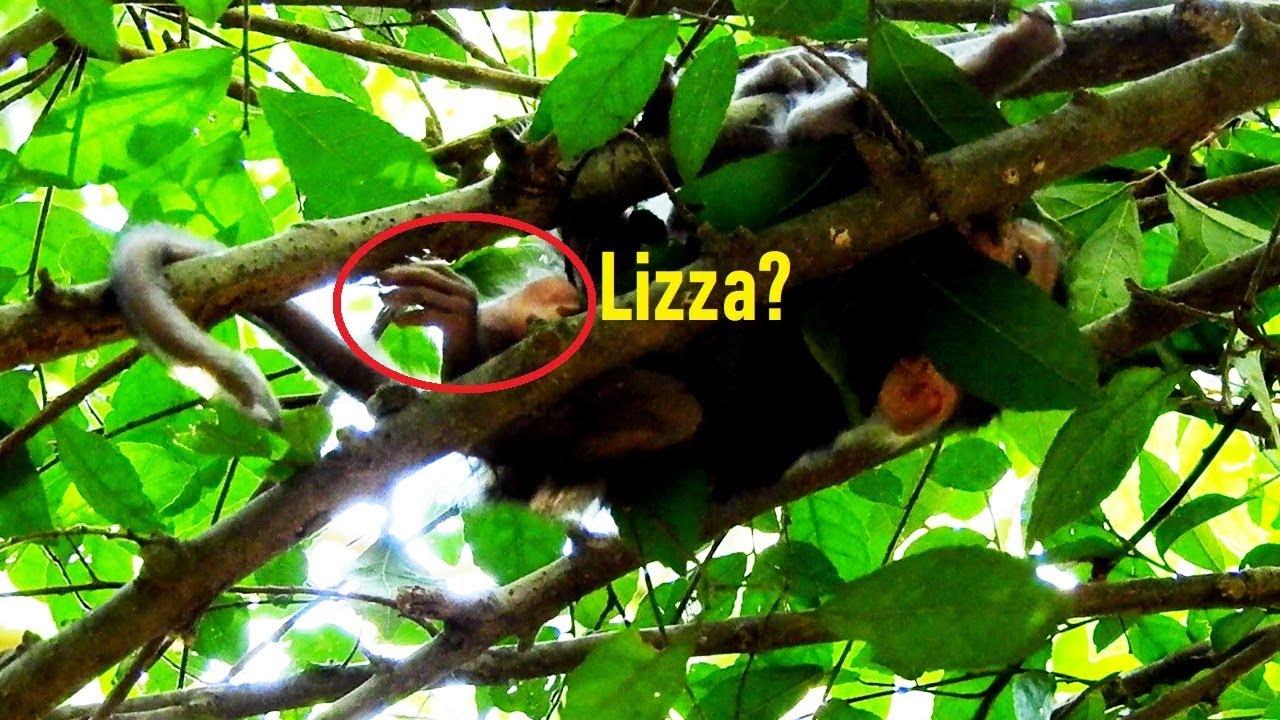 foundry Lizza Scare Falling Walking Fail On The Branch, She Learns Hard Walking Alone