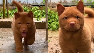 Incredible Red Puppy Somehow Resembles Both A Dog And Cat