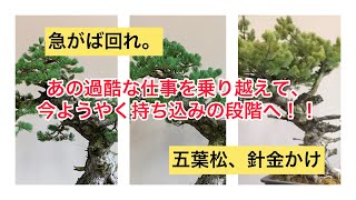 盆栽 わずか3年で大変身。実生素材の五葉松の針金掛け - YouTube
