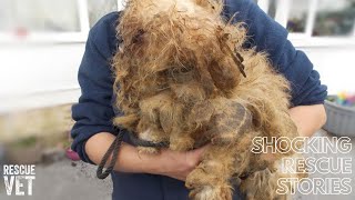 Poor dog kept in cage rescued: Ruby's Story