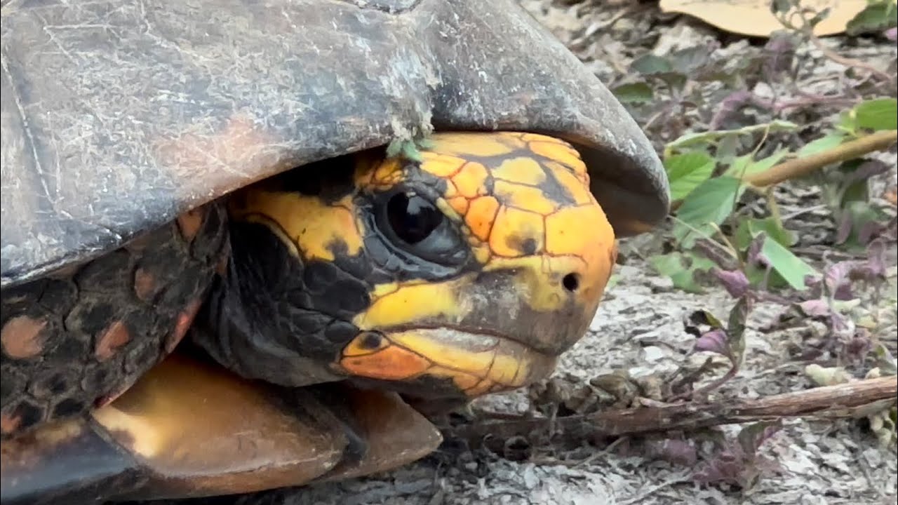 CHARLLES, TÕE E O JABUTI MORDEDOR 😂 | CHÁCARA COMÉDIA SELVAGEM
