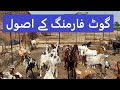 Learn Goat Farming Principles from Experts | گوٹ فارمنگ کے اصول