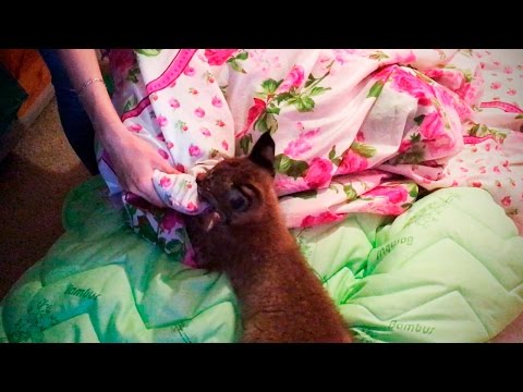 Ханна помогает с заменой постельного белья