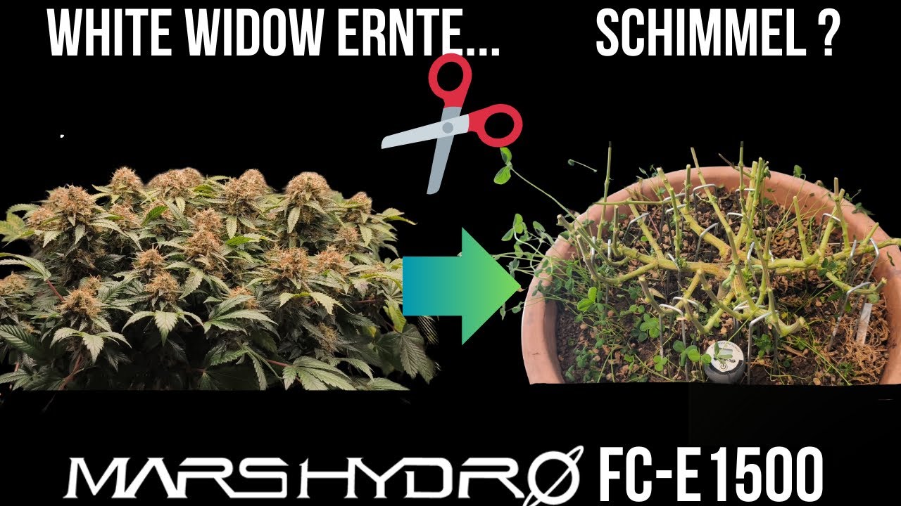 White Widow Harvest 🌿 ❌Orange Sherbert komplett verloren