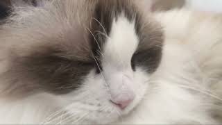 まだ眠いようです by 巫女ねこ 40 views 6 months ago 1 minute, 40 seconds