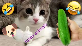 Funniest animals video 2023| New funny animals| cats and dogs funny moments| Funny animals video 🐶😺 by The budgie birds 959 views 3 months ago 13 minutes, 59 seconds