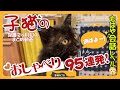 【子猫おしゃべり95連発】後半では会話になってきます。黒猫は賢くて可愛いい。保護から2ヶ月目のおまとめ動画。
