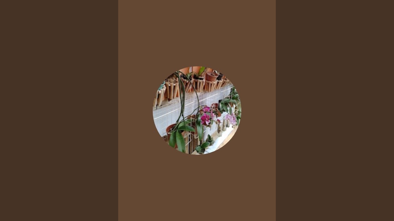 Neia Machado está ao vivo!