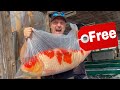 Giant JAPANESE Koi For Free Koi Pond GIVEAWAY!!