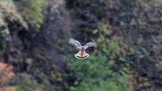 American Kestrel hovering over river