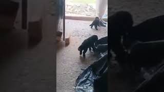 Black German shepherd puppies for sale