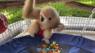 Helping out, Babysitting a gibbon baby for Zoological Wildlife Foundation