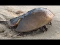 Horseshoe Crab walking on the Beach