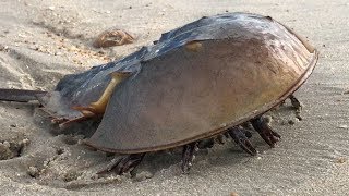 Horseshoe Crab walking on the Beach