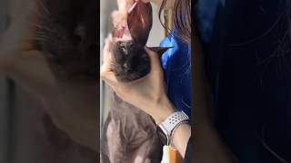 Релакс чистка ушек Космокота #cat #антистресс #космокот #асср #asmr #чисткаушек #питерболд #сфинкс