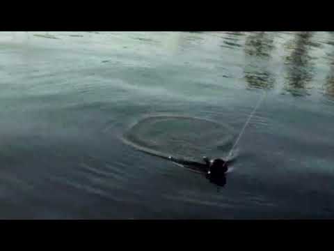 FLIPPY the Bobber it has Attitude