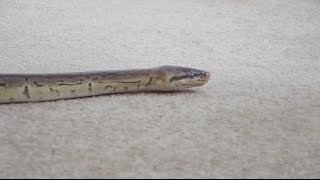 Slithering Ball Python Profile