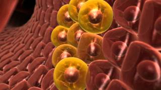 Hepastem - Promethera - Cortical Studios Moa Animation